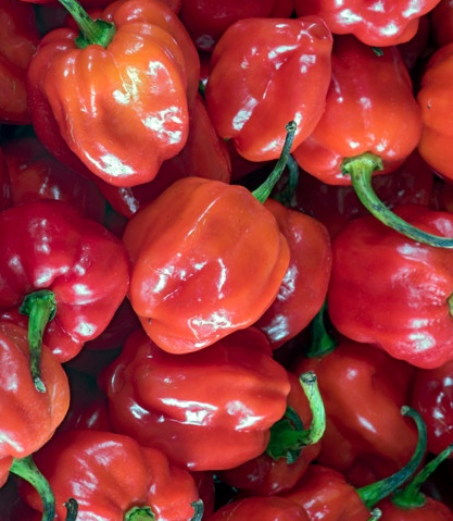 Habanero deals chilli scoville